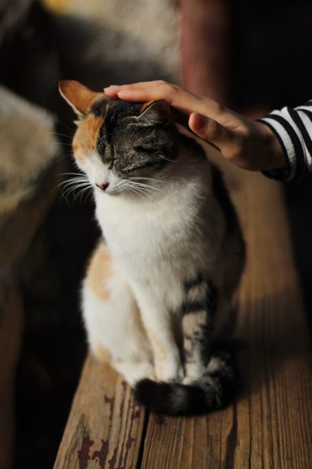 Dale A calico cat being gently petted while sitting on a wooden surface.