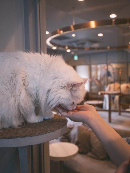 Lucy A fluffy white cat being hand-fed by a person in a cozy indoor space.