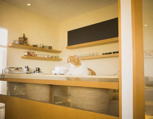 Simba A cat sitting on a kitchen counter with shelves displaying kitchenware.