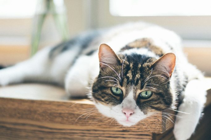 Willow Tabby cat resting on a wooden surface with green eyes and a relaxed posture.