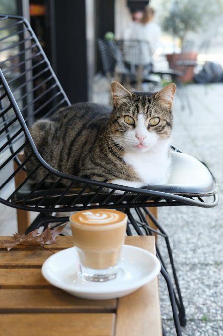 Tinka A tabby cat resting on a chair beside a cup of coffee on a wooden table.